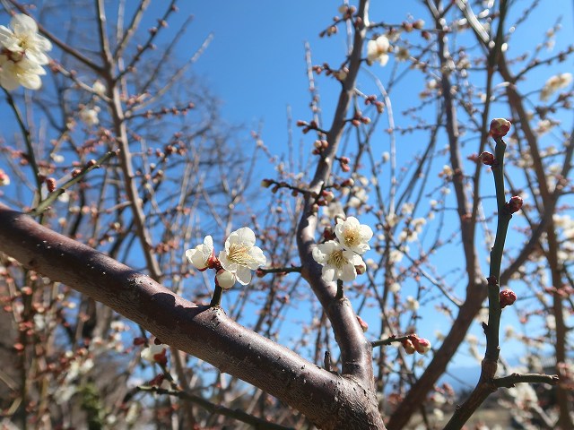 梅の花