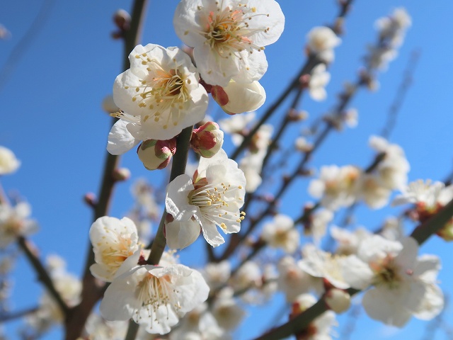 梅の花