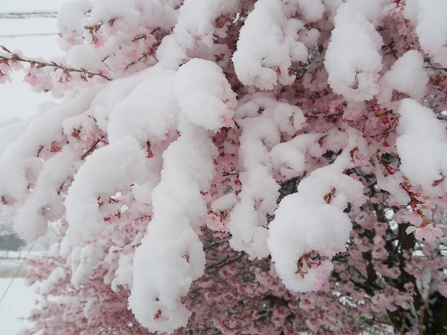 桜隠し