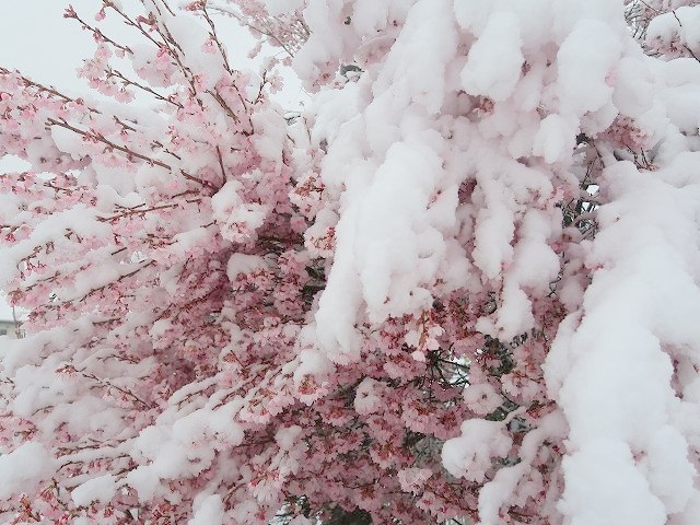 桜隠し