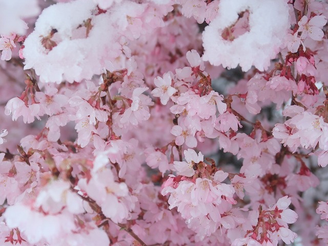 桜隠し