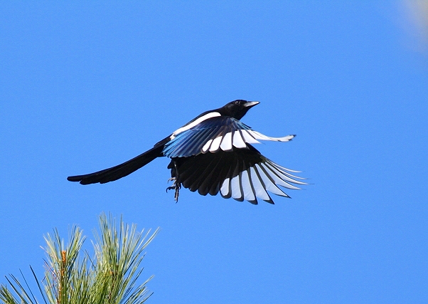 カササギ