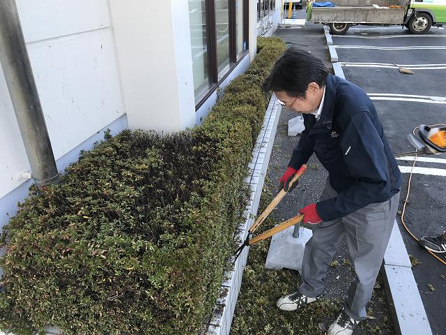 さつき剪定