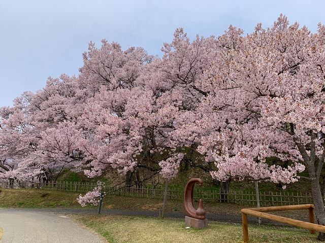 高遠城址公園の桜