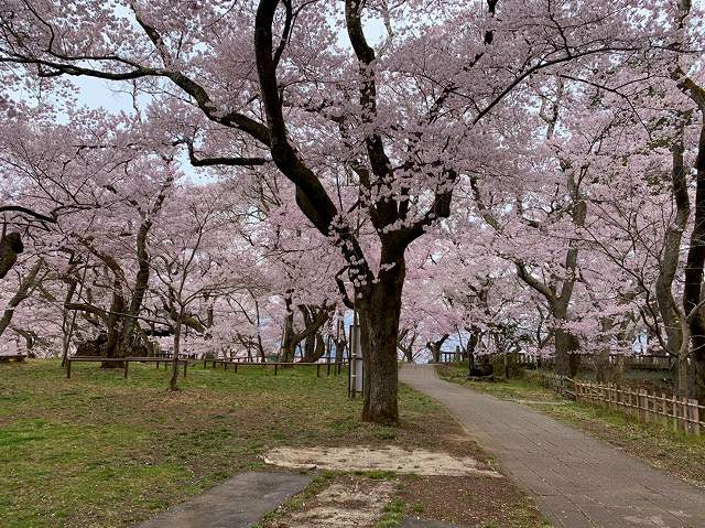 高遠城址公園の桜