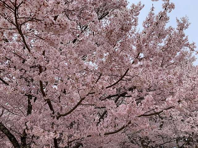 高遠城址公園の桜