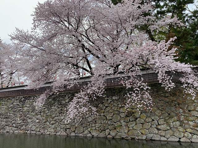 高島公園の桜