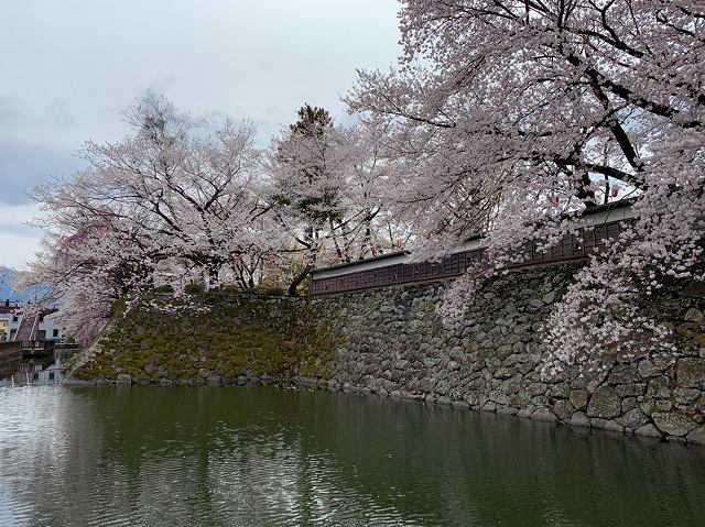 高島公園の桜