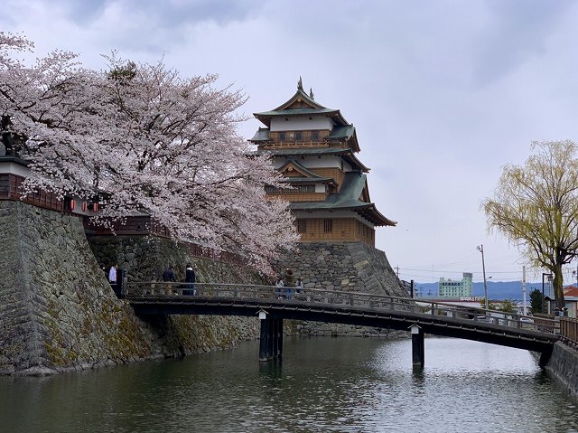 高島公園の桜