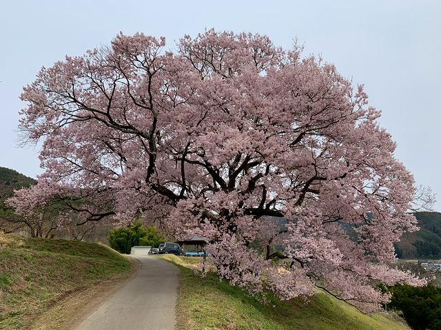 一本桜