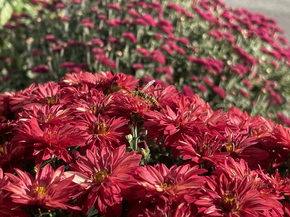 NCCショールーム　住まいDEPO　菊の花