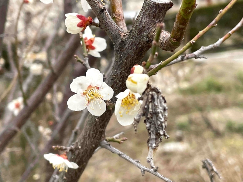 梅の花とミノムシ